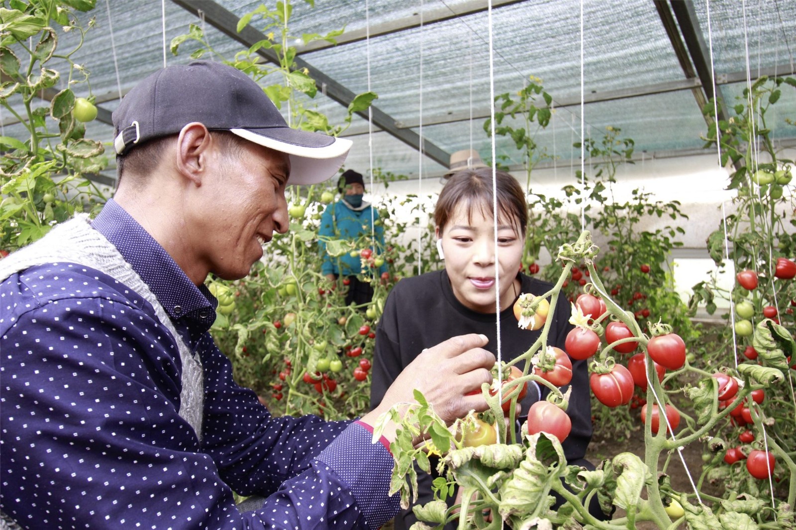 群培（左）向同事讲授西红柿培育技术_副本.jpg